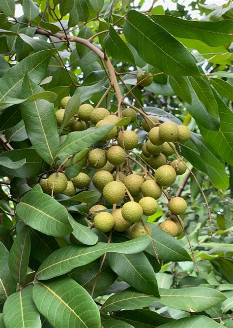 龍眼 樹|學名 Dimocarpus longan Lour.